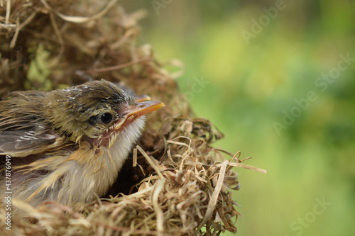 robin in the nest