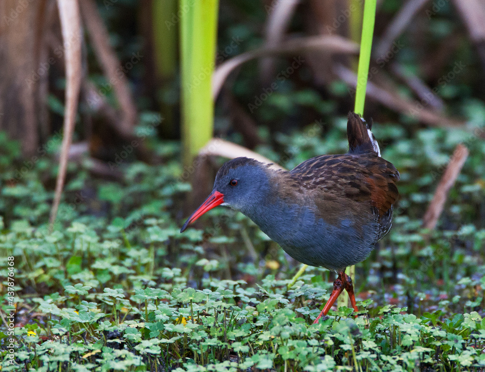 Bogotáwaterral, Bogota Rail, Rallus semiplumbeus