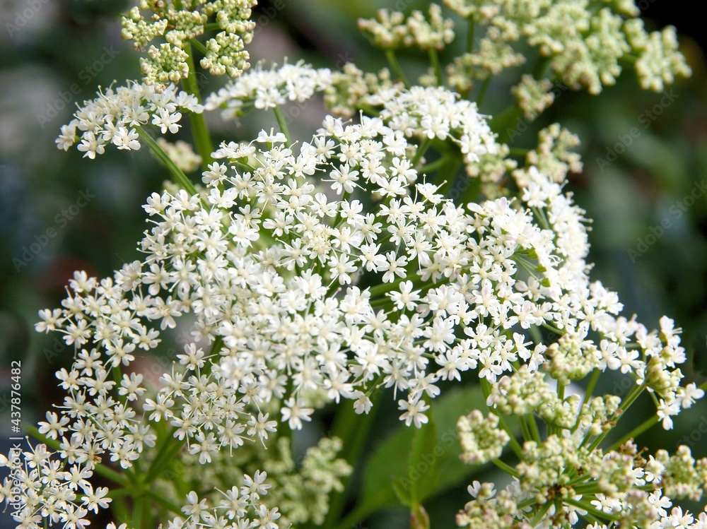 white flowers of wild plant Anthriscus cerefolium at spring white flowers of wild plant Anthriscus cerefolium at spring