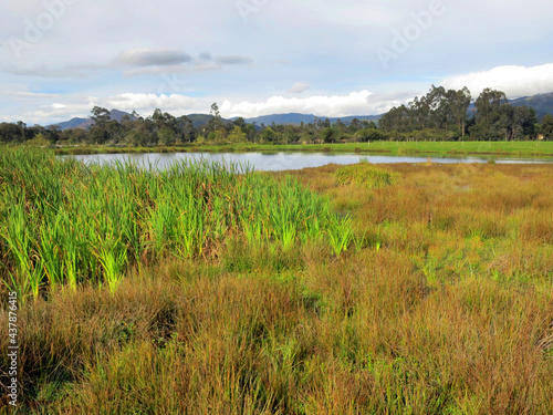 Bogotáwaterral leefgebied; Bogota Rail habitat