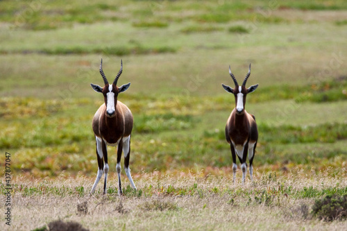 Bontebok  Bontebok  Damaliscus pygargus