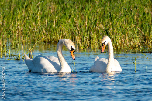 Swans feeding on the river