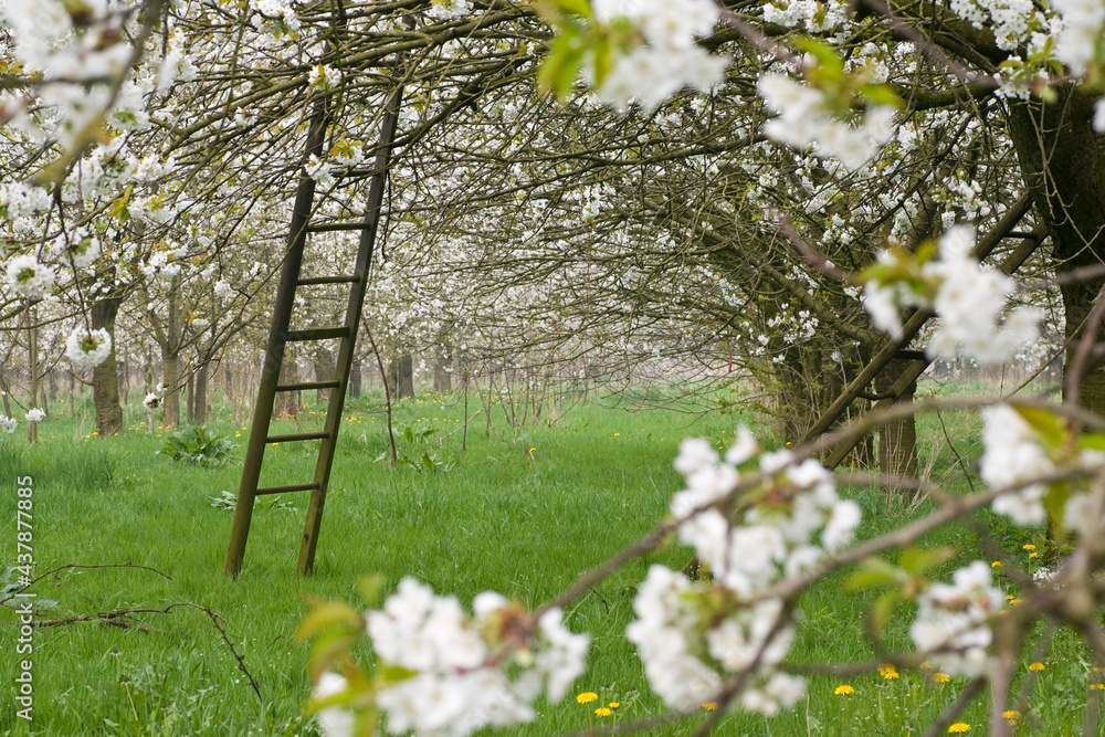 Fruitbomen; Orchards