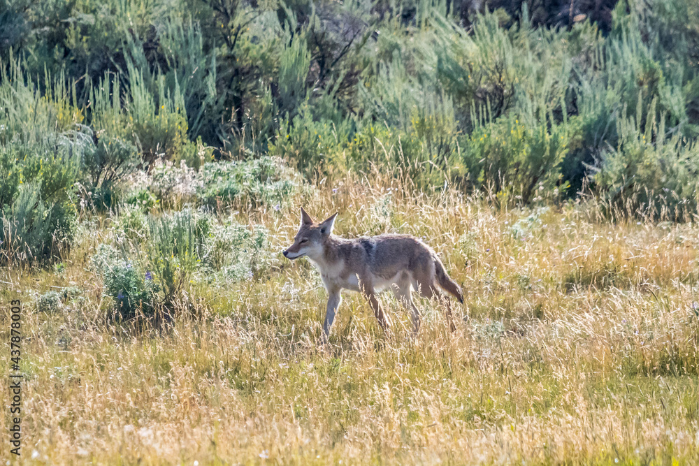 Obraz premium A coyote in Yellowstone National Park, Wyoming