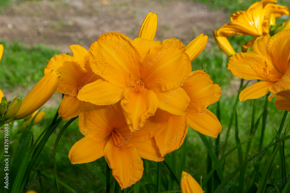 Hemerocallis Darwin plants longfields serenade bright white orange big flowers in bloom, ornamental beautiful plants in bloom Hemerocallis Darwin plants longfields serenade bright white orange big flowers in bloom, ornamental beautiful plants in bloom