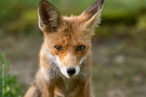 Head red fox Vulpes vulpes, in the wild © Tatiana