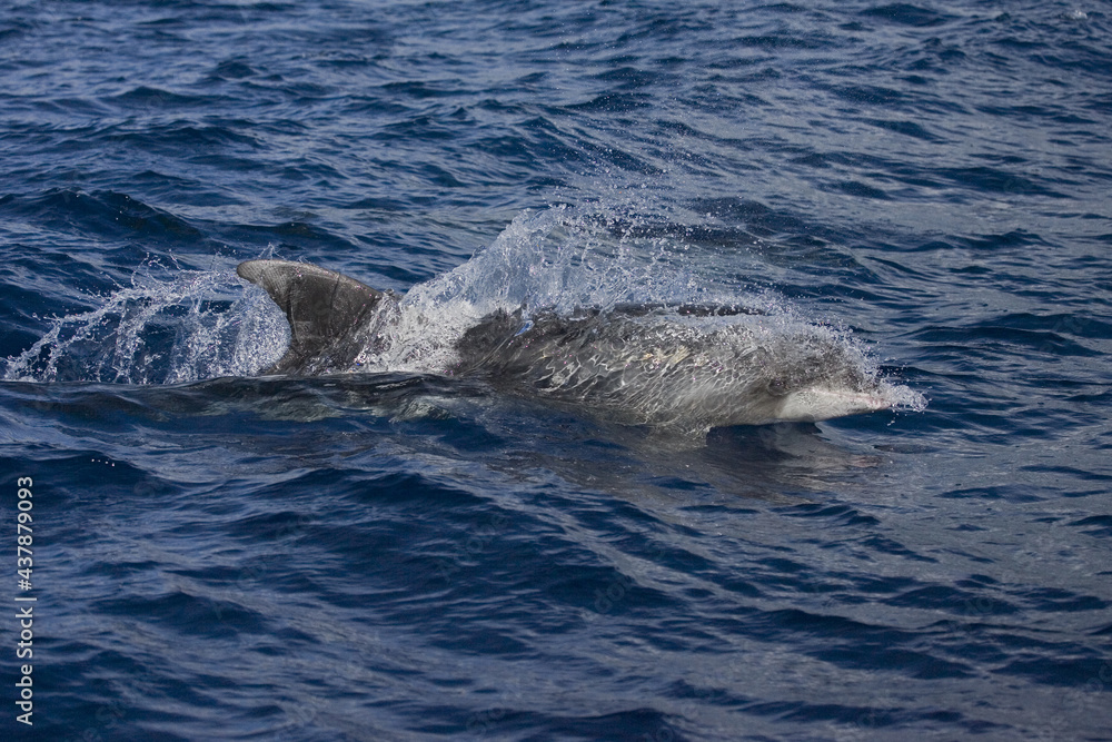 Common Bottlenose Dolphin, Tuimelaar, Tursiops truncatus Common Bottlenose Dolphin, Tuimelaar, Tursiops truncatus