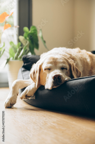 An elderly labrador is dozing in his bed. Home shooting. Lifestyle. 