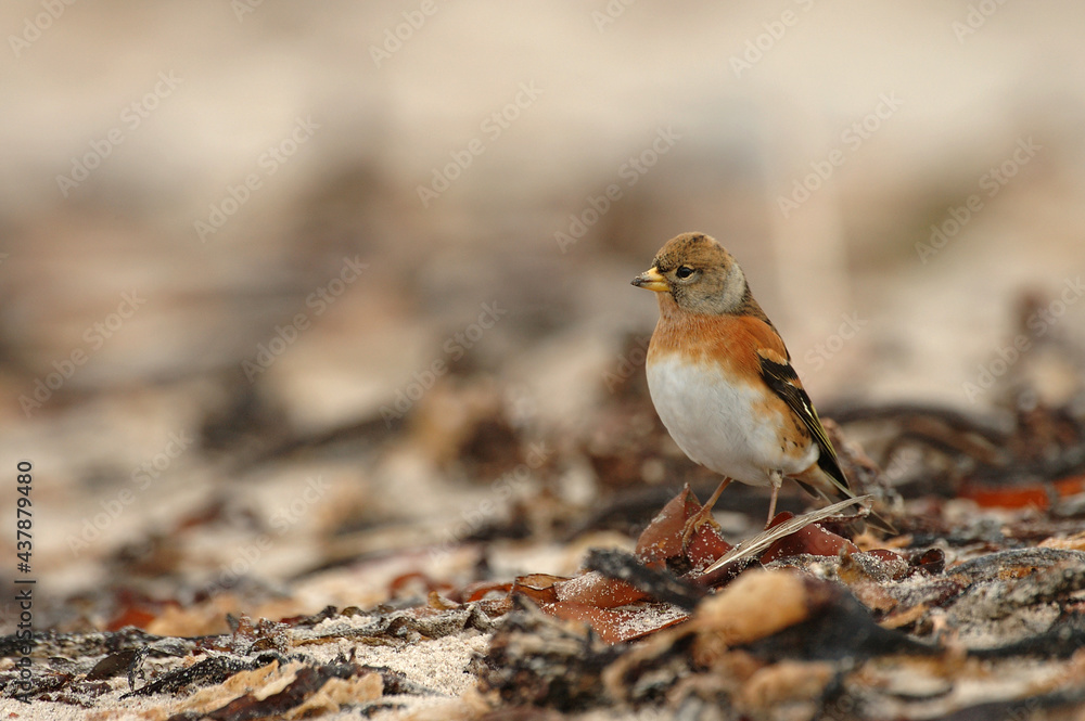 Keep, Brambling, Fringilla montifringilla Keep, Brambling, Fringilla montifringilla