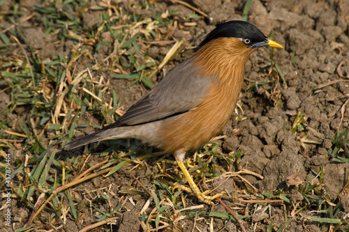 Pagodespreeuw, Brahminy Starling, Sturnus pagodarum photo