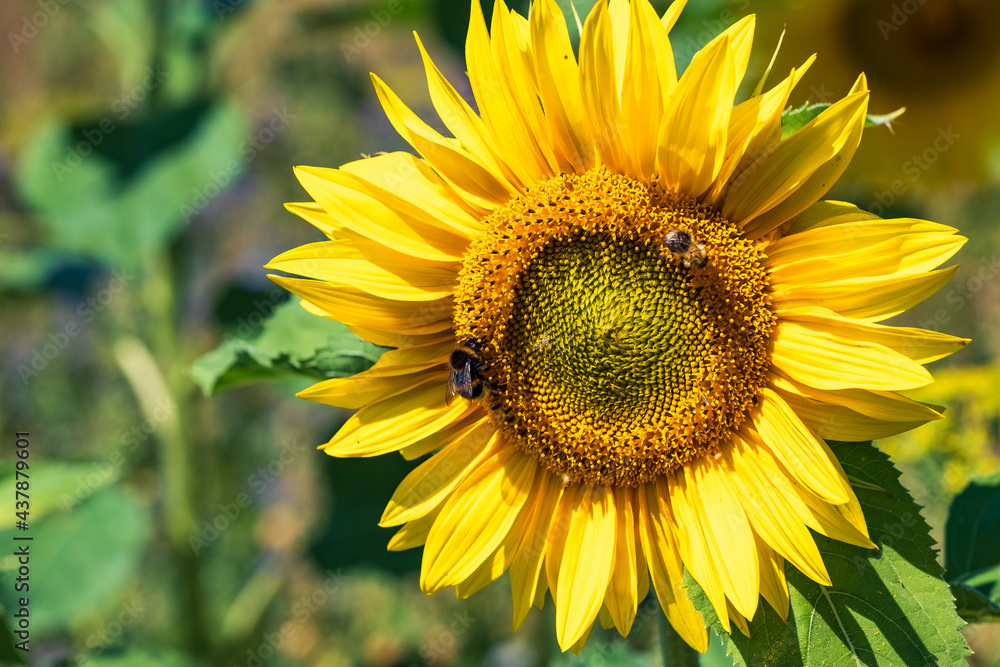 Naklejka premium Close-up of a wonderful yellow blooming sunflower that is being pollinated by bees