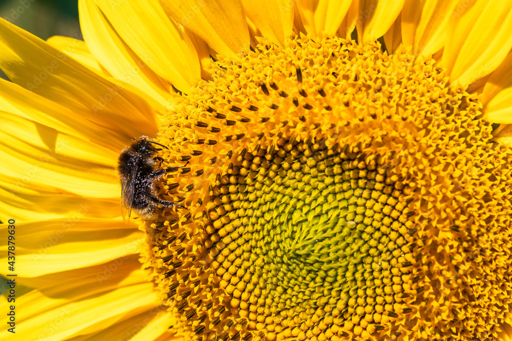 Close-up of a wonderful yellow blooming sunflower that is being pollinated by bees Close-up of a wonderful yellow blooming sunflower that is being pollinated by bees