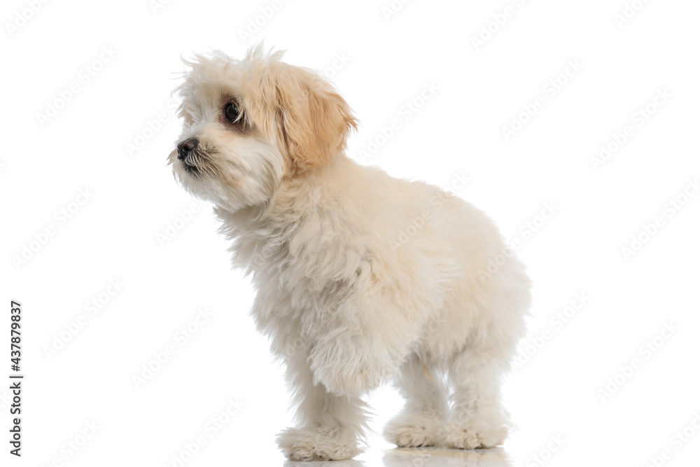 cute bichon dog looking to side with one paw up cute bichon dog looking to side with one paw up
