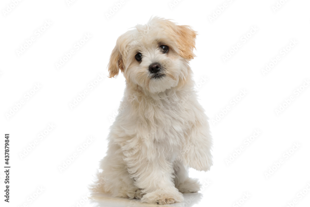 adorable little bichon dog sitting with one paw up adorable little bichon dog sitting with one paw up