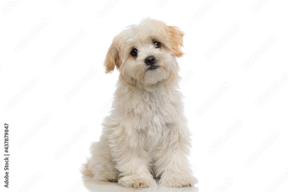 seated bichon dog is looking at the camera