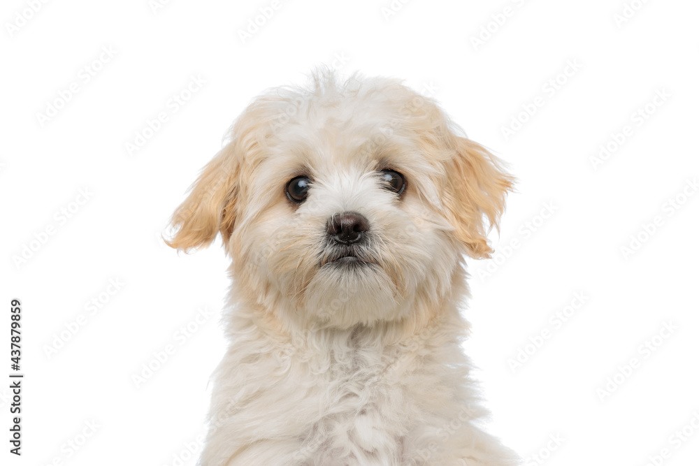 beautiful bichon dog looking at the camera beautiful bichon dog looking at the camera