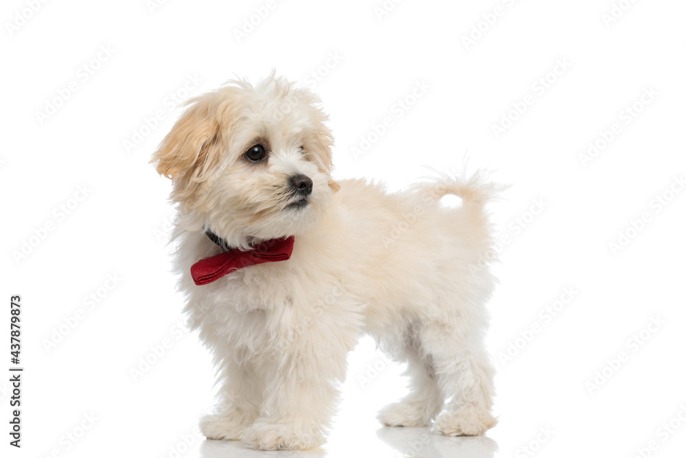 cute bichon dog looking away and wearing a red bowtie cute bichon dog looking away and wearing a red bowtie
