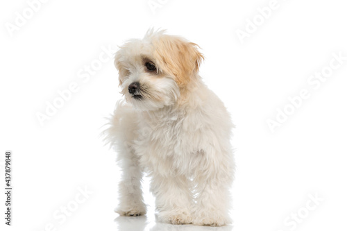 little bichon dog looking to his side
