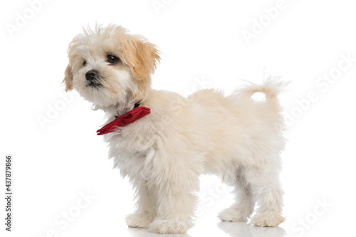 Fototapeta Naklejka Na Ścianę i Meble -  adorable bichon dog wearing a red bowtie