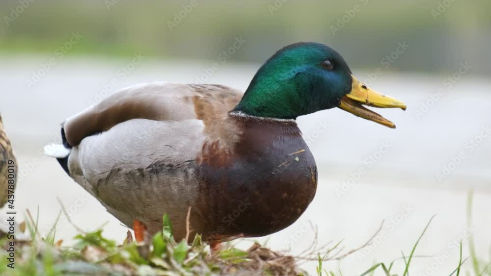 Wild duck eating green grass in summer park.