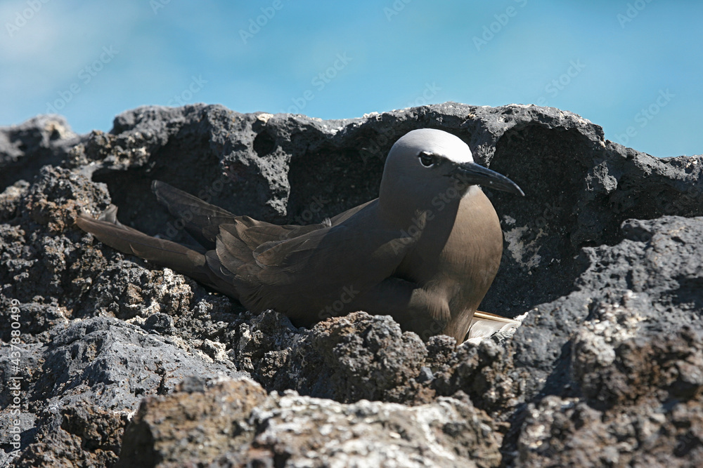 Brown Noddy, Noddy, Anous stolidus Brown Noddy, Noddy, Anous stolidus