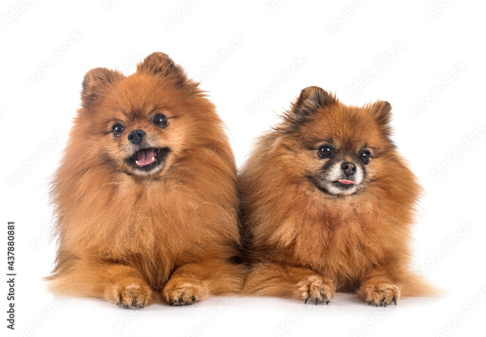 pomeranians in studio pomeranians in studio