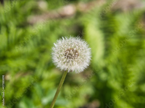 Pappus of Taraxacum officinale  dandelion  with ripe fruits  cypsela . Focus on foreground  green blurred background