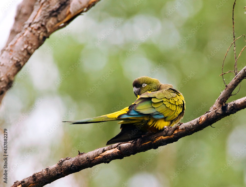 Naklejka premium Holenparkiet, Burrowing Parrot, Cyanoliseus patagonus