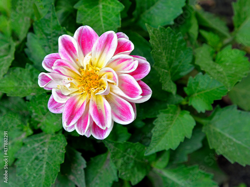 A flowering plant with colorful inflorescences grown in many varieties, called Dalia or Georgia, common in flower beds in the city of Białystok in Podlasie, Poland