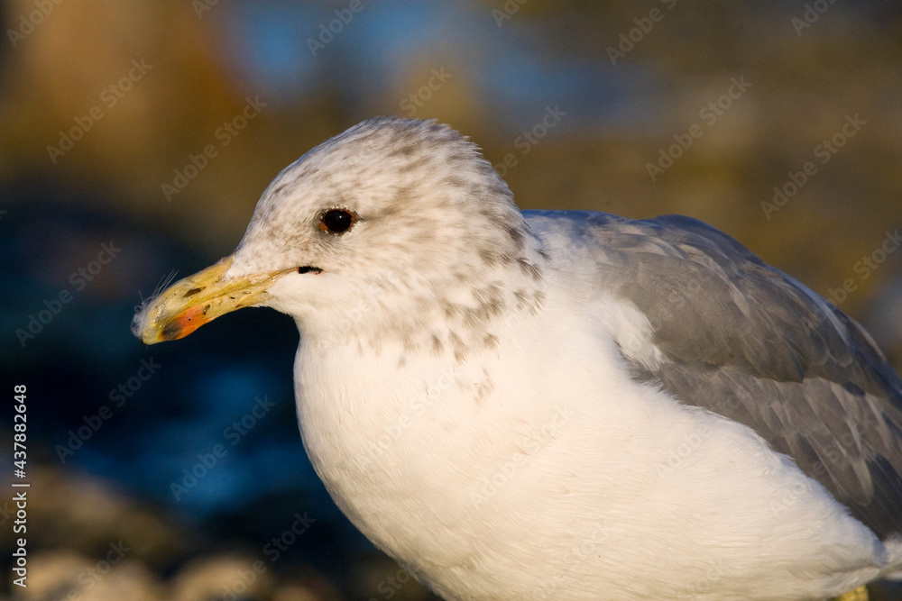 Fototapeta premium Californische Meeuw; California Gull; Larus californicu