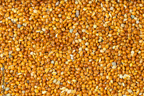 top view of unhulled proso millet grains photo