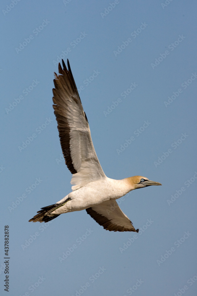 Obraz premium Kaapse Jan-van-gent, Cape Gannet, Morus capensis