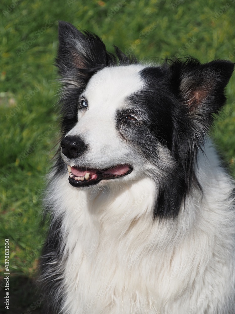 Saffie a portrait of a Welsh Border Collie dog