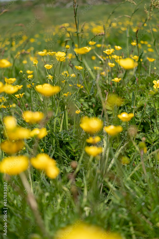 beautiful buttercups in a wildflower meadow field 