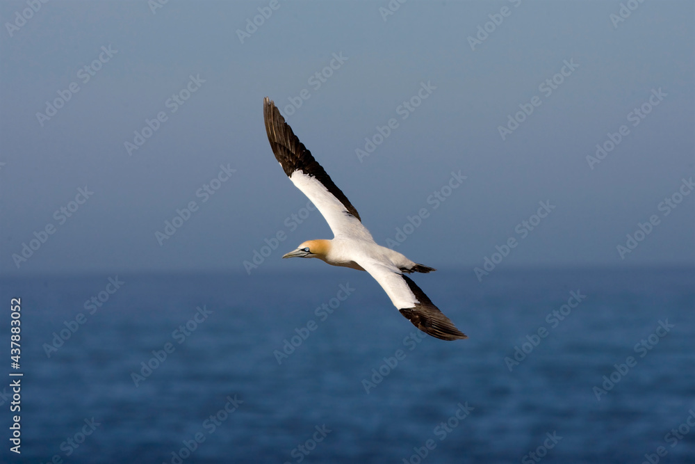 Kaapse Jan-van-gent, Cape Gannet, Morus capensis