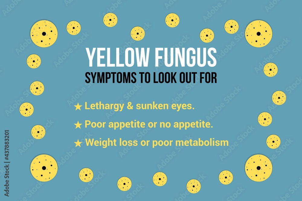 Yellow Fungus disease symptoms infographic and fungus symbols on blue