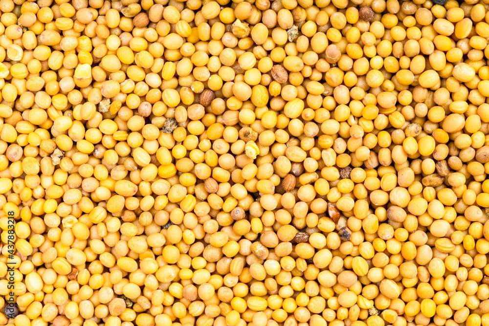 many yellow seeds of brassica juncea mustard many yellow seeds of brassica juncea mustard