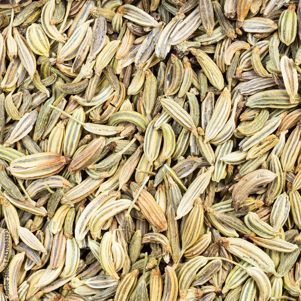 dried fennel seeds close up