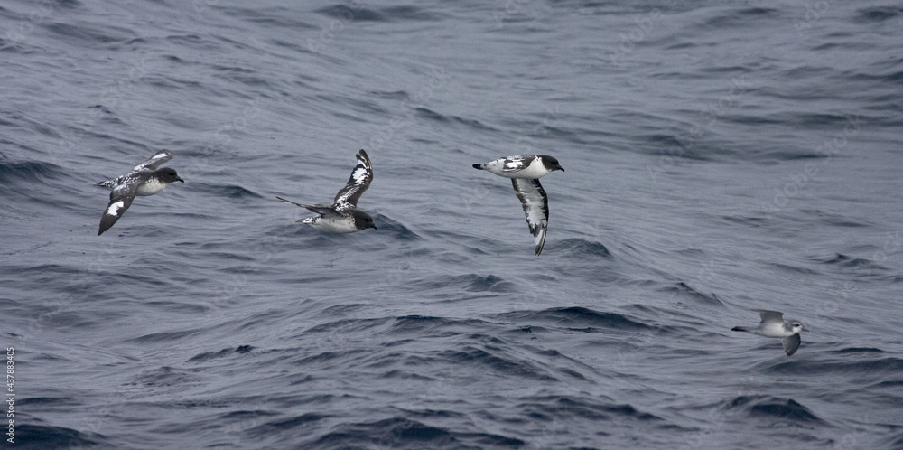 Cape Petrel, Kaapse Stormvogel, Daption capense Cape Petrel, Kaapse Stormvogel, Daption capense