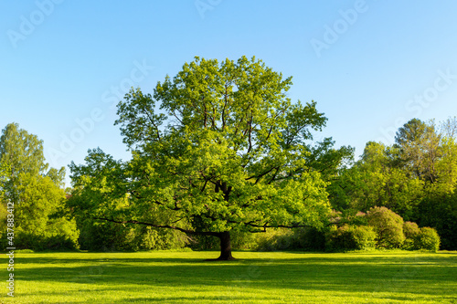 Dekoracja na wymiar  large-oak-tree-with-green-leaves-in-a-meadow