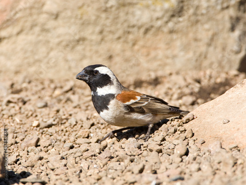 Kaapse Mus, Cape Sparrow, Passer melanurus photo