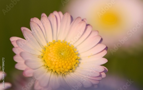Daisy flower macro, beauty of wild flower, bokeh.