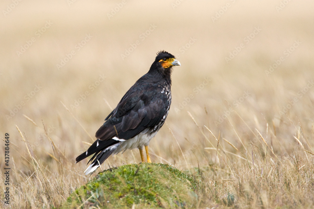 Obraz premium Lelcaracara, Carunculated Aracara, Phalcoboenus carunculatus
