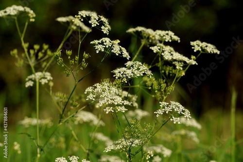 Canvas Print Wild flowers of chervil blooming in meadow.