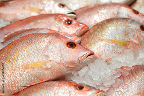 Red snapper, fresh fish on ice at fish market