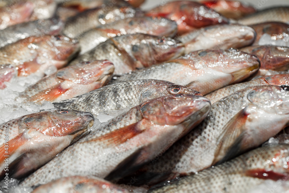 Tilapia fresh close-up in bulk on ice at fish market