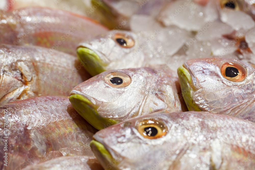 Fish fresh close-up in bulk on ice at fish market