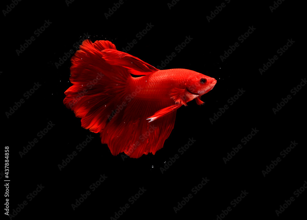 Photo Super Red Halfmoon, Cupang, Betta, siamese fighting fish beyond bubbles, Isolated on Black
Photo Super Red Halfmoon, Cupang, Betta, siamese fighting fish beyond bubbles, Isolated on Black