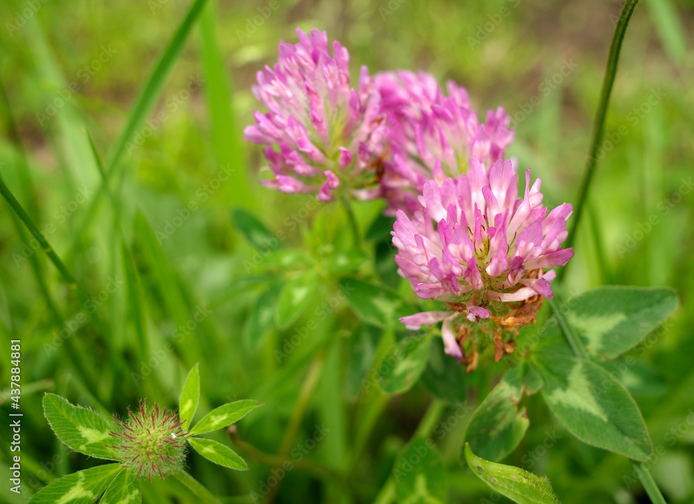 Red clover is a dark-pink herbaceous plant originating from Europe, Asia, and North Africa. Red clover is a dark-pink herbaceous plant originating from Europe, Asia, and North Africa.