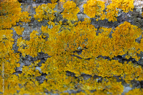 Lichen on tree trunk background. A lot of yellow lichen. Xanthoria parietina. Fungus macro. Nature background, texture. Moss growing on the trunk of a tree. Textured wood surface with lichens.
